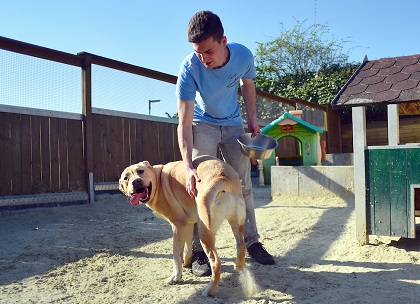 tierpension kersebohm hundehotel luenen dortmund bochum hundepension sandauslauf