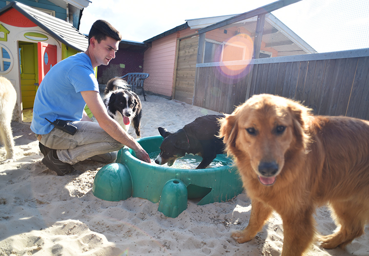 06 hundehotel tierpension kersebohm luenen dortmund