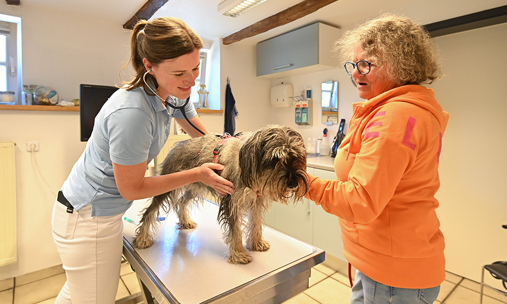 02 hundehotel tierpension kersebohm luenen dortmund