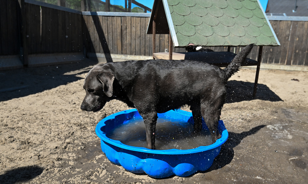 06 hundehotel tierpension kersebohm luenen dortmund