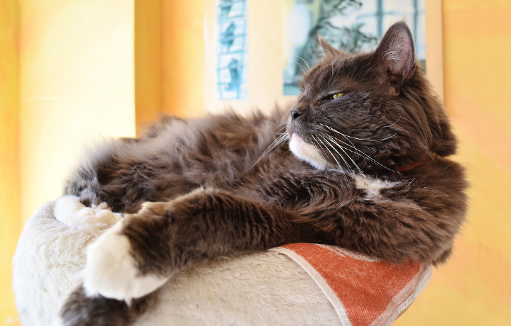 urlaub im katzenhaus tierpension nrw