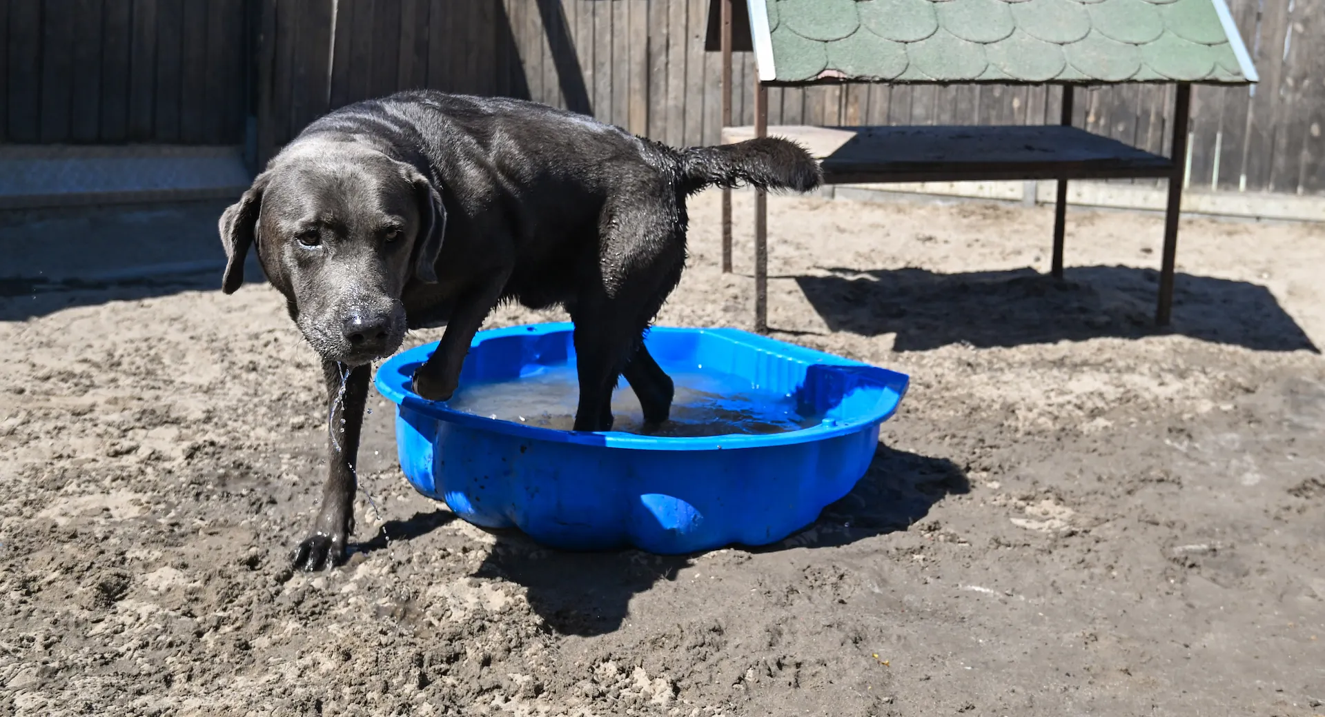Ein Hund nimmt ein kühles Bad