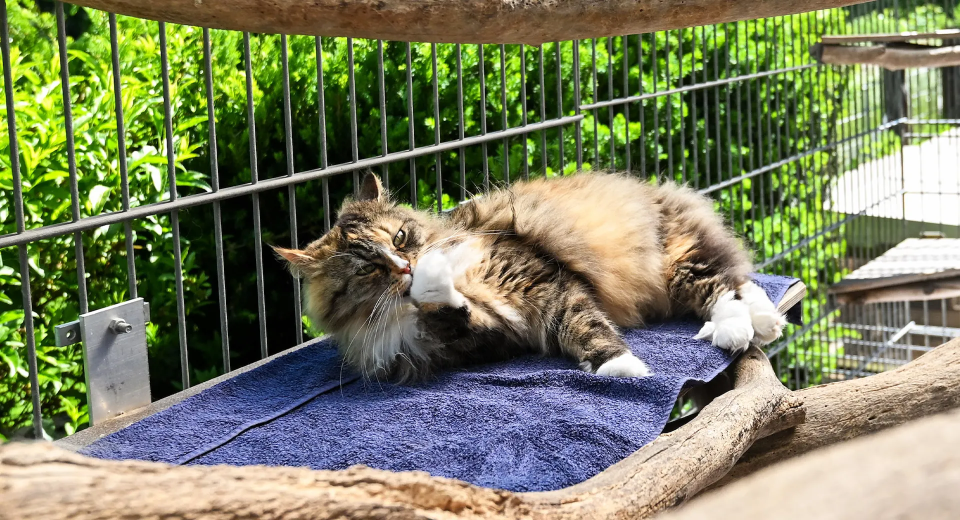 Ein Katze entspannt sich im Außengehege