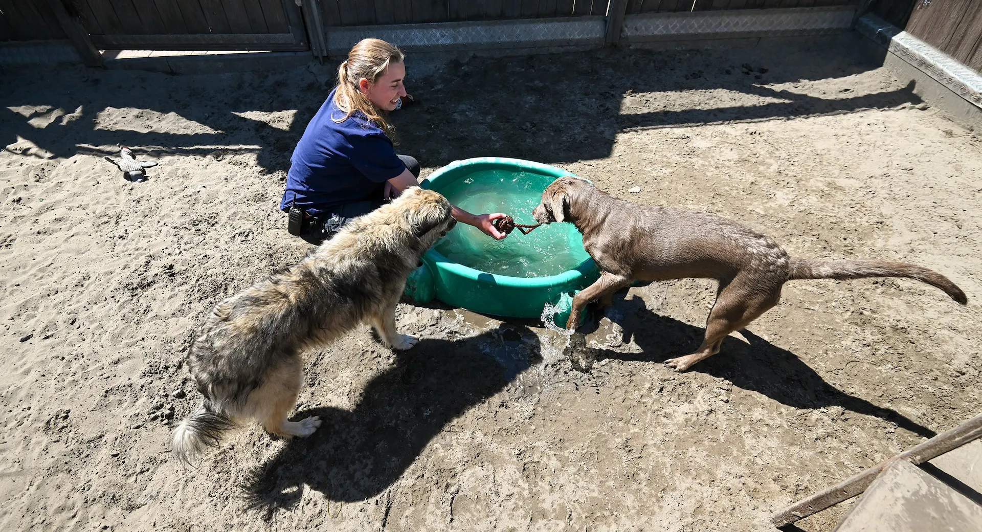 Tierpflegerin spielt mit zwei Hunden