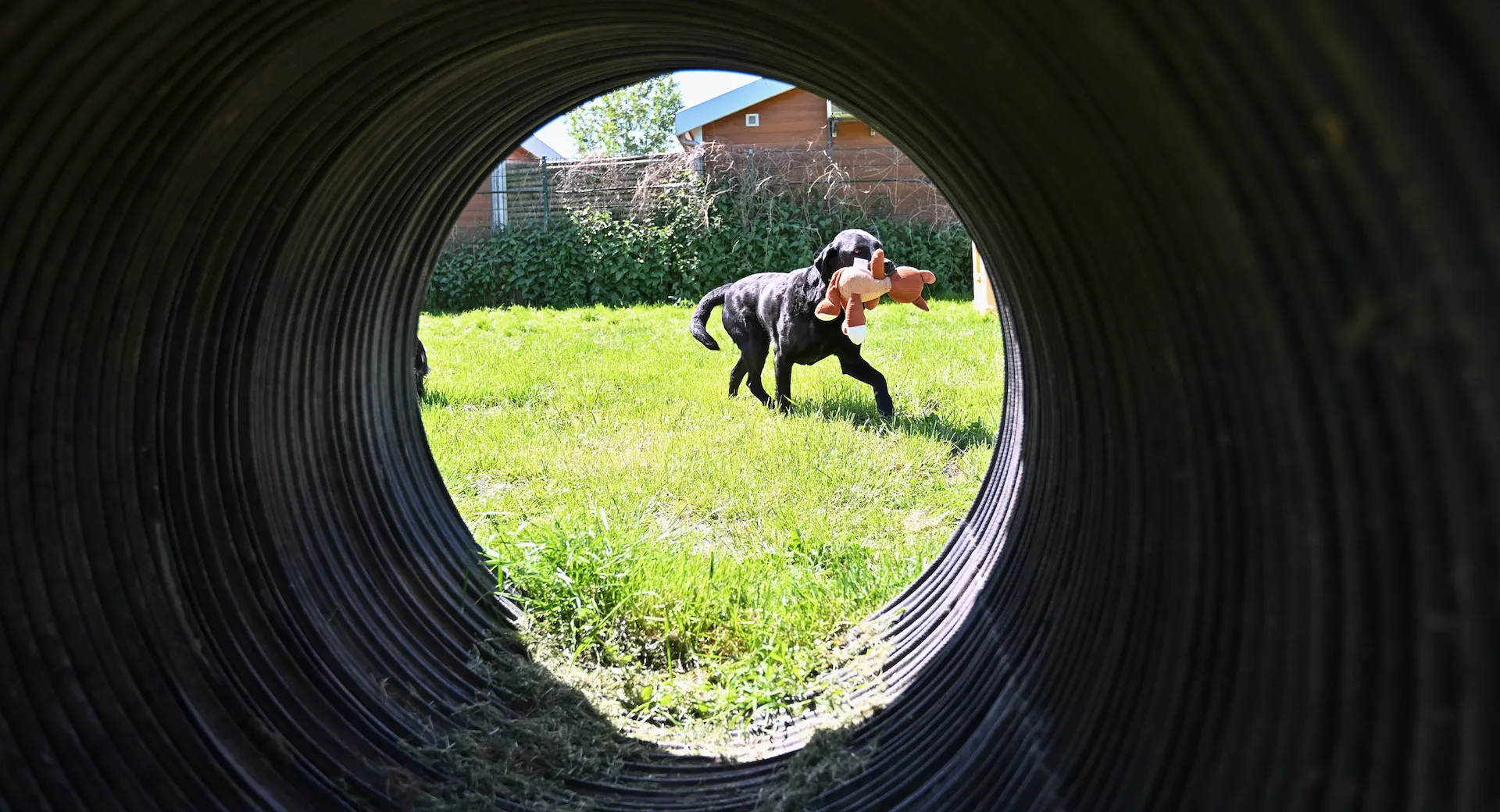 Ein schwarzer Hund hat ein Stofftier im Maul