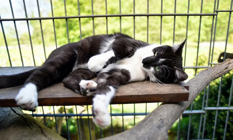 Entspannte Katze