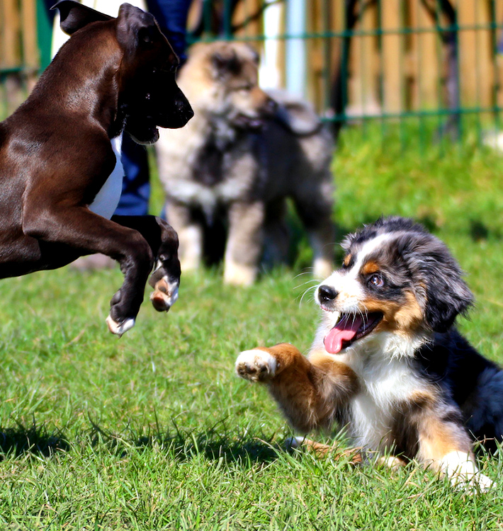 Hundeschule Kersebohm Lünen Dortmund