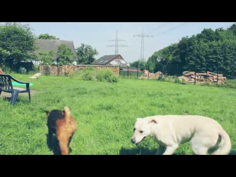 Video Vorschau